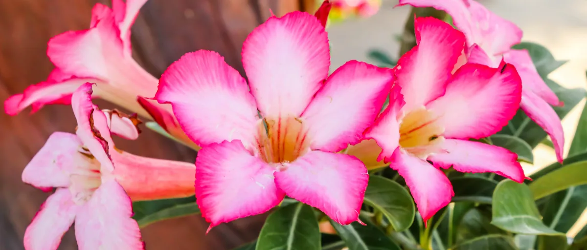 Searles Desert Rose (Adeniums)